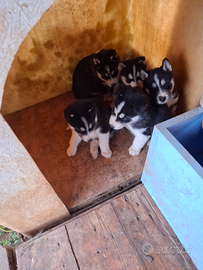 Cuccioli di husky