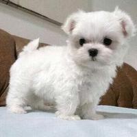 Cucciolo Maltese Mini Toy