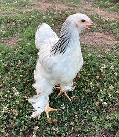 Brahma bianco Columbia