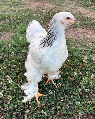 Brahma bianco Columbia