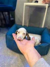 Cucciolo bassotto kaninchen Arlecchino