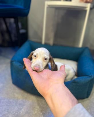 Cucciolo bassotto kaninchen Arlecchino