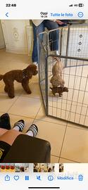 Cuccioli albicocca e bianchi, red toy barboncini