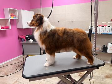 Australian shepherd da esposizione