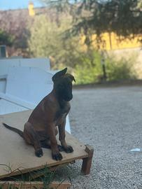 Pastore belga malinois