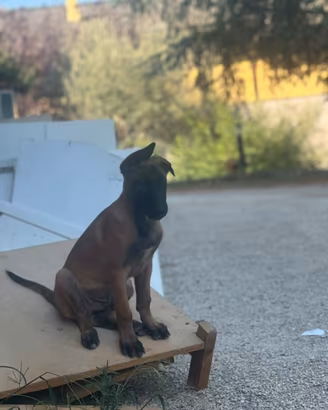 Pastore belga malinois