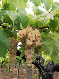 Uva bianca Trebbiano e Malvasia