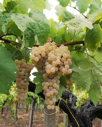Uva bianca Trebbiano e Malvasia