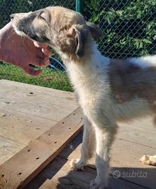 Cuccioli Borzoi / Levriero Russo