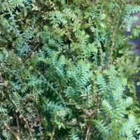 Talee di selaginella uncinata