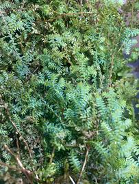 Talee di selaginella uncinata