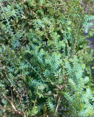 Talee di selaginella uncinata