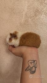 Us teddy cavia