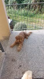 Lagotto x accoppiamento