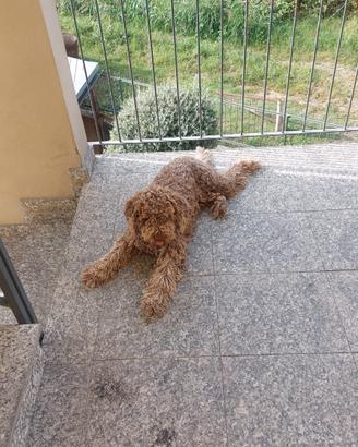 Lagotto x accoppiamento