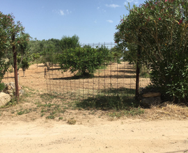 Terreno agricolo