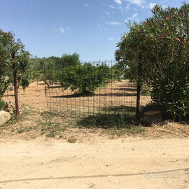 Terreno agricolo con frutteto