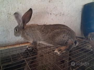 Coniglio