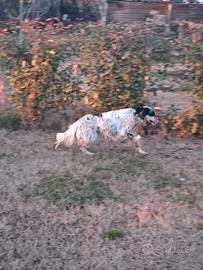 Setter Inglese