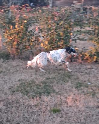 Setter Inglese
