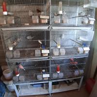 Voliera Pet's Solution