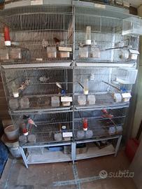 Voliera Pet's Solution