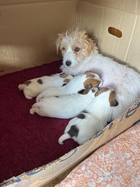 Cuccioli Jack Russell Terrier Alta genealogia