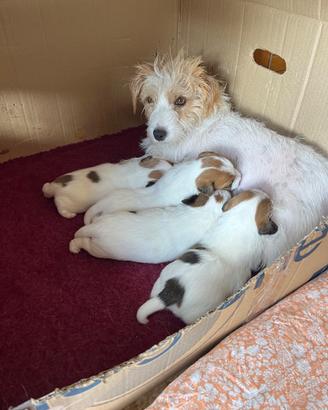 Cuccioli Jack Russell Terrier Alta genealogia