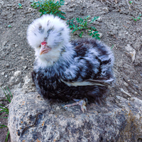 Moroseta mottled di 7 mesi