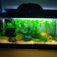? acquario completo e già avviato - pronto