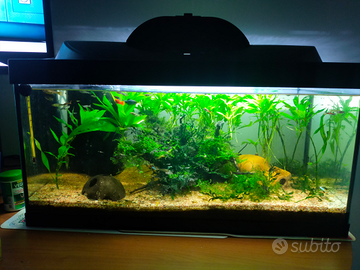 ? acquario completo e già avviato - pronto