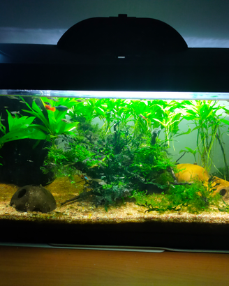 ? acquario completo e già avviato - pronto