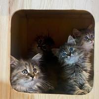 Cuccioli gatto siberiano disponibili