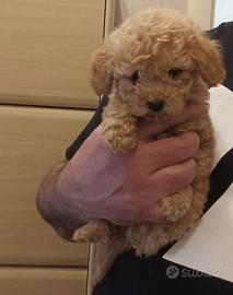 Disponibile cucciolo maschietto barboncino Toy alb