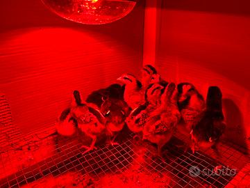 Pulcini Marans e coronata siciliana