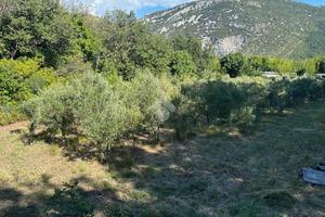 TER. AGRICOLO A SAN DORLIGO DELLA VALLE