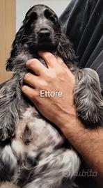 Cucciolo Cocker Spaniel Inglese Blu Roano
