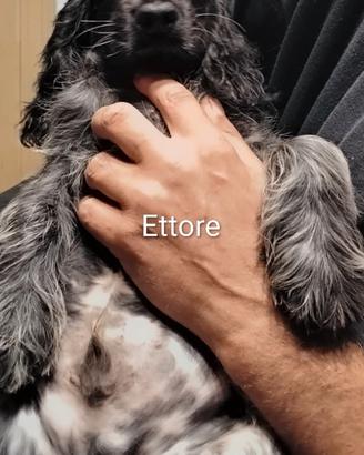 Cucciolo Cocker Spaniel Inglese Blu Roano