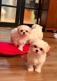Cuccioli Maltese