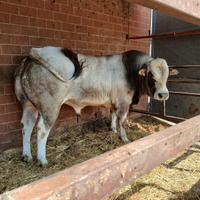 Toro allevamento Piemontese