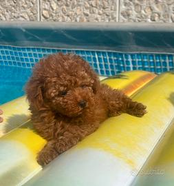 Barboncini Toy Red con Pedigree Enci