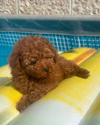 Barboncini Toy Red con Pedigree Enci