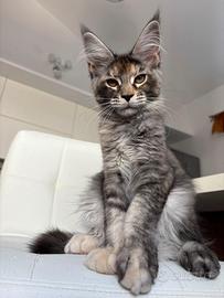 Maine coon