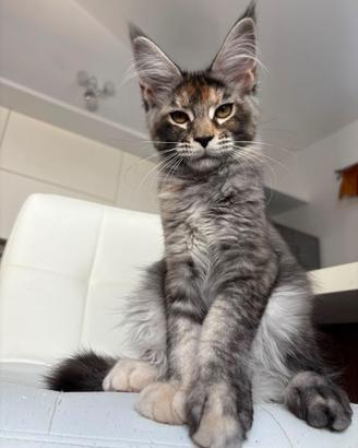 Maine coon
