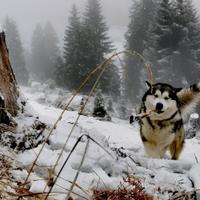 Alaskan Malamute maschio per monta