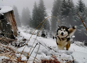 Alaskan Malamute maschio per monta