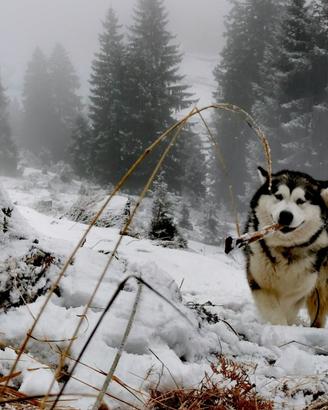 Alaskan Malamute maschio per monta