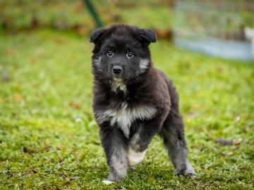Cucciolo maschio pastore tedesco