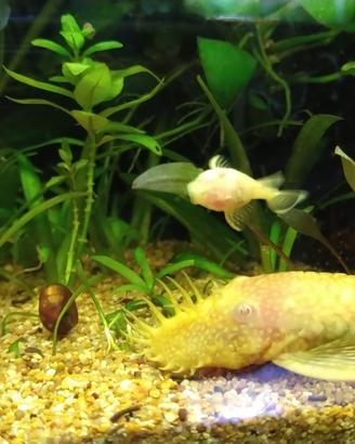 Ancistrus Gold