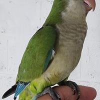 Pullo di parrocchetto Monaco parlante svezzato